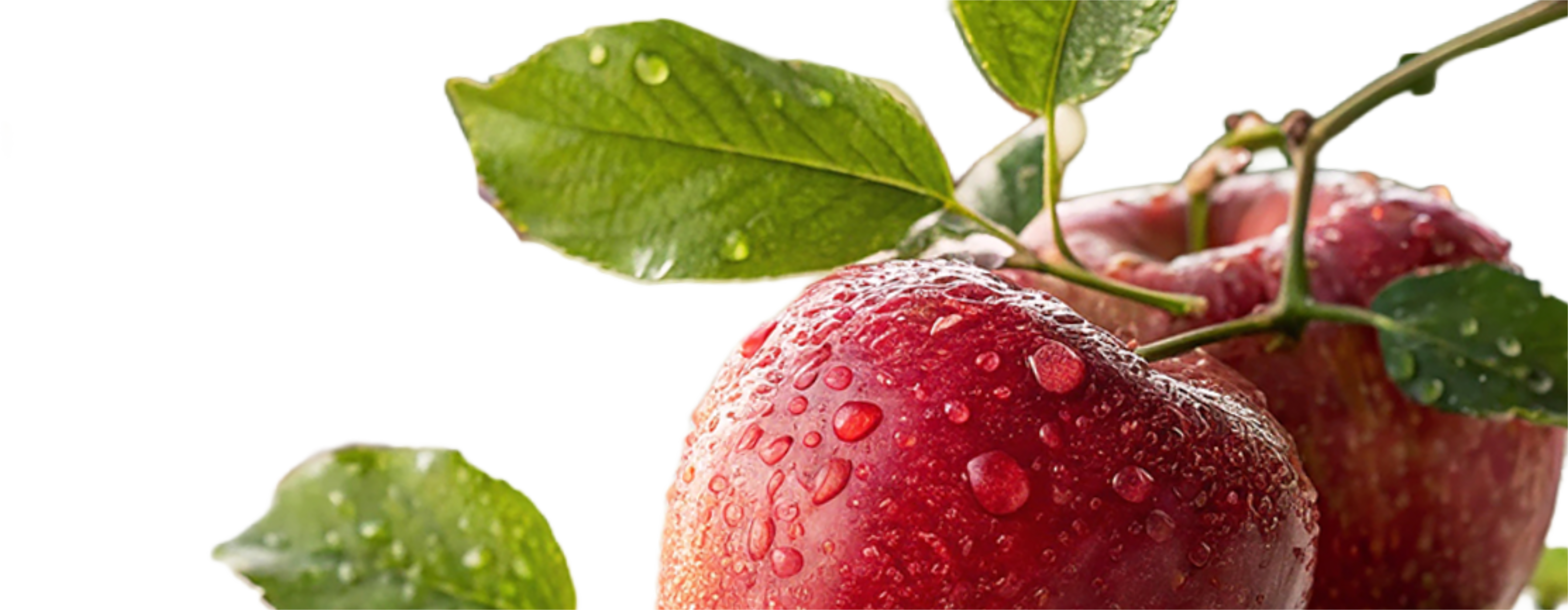 Apples with dew